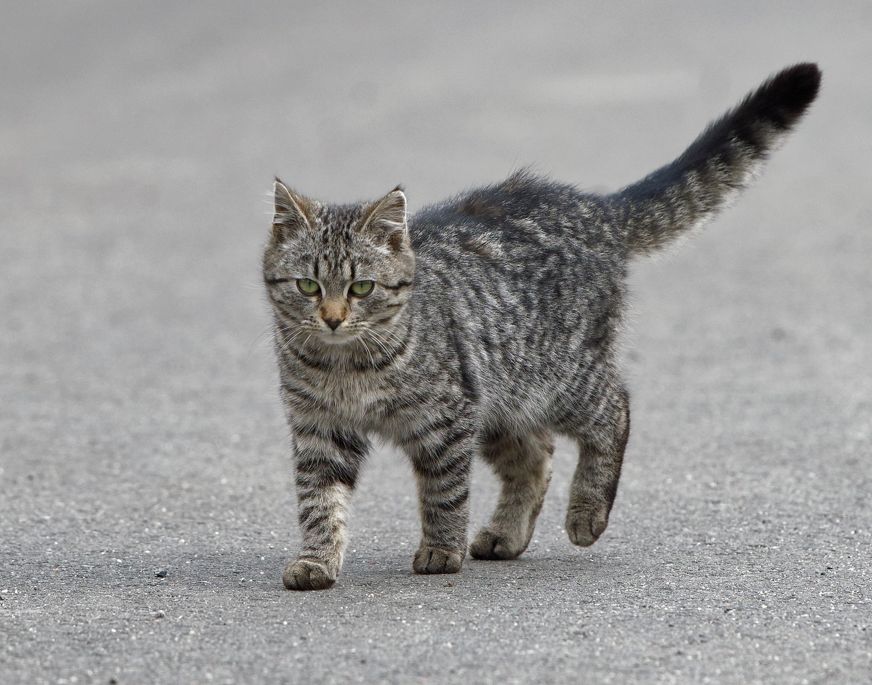 Graugetigerte Katze spaziert gemütlich auf einer Straße