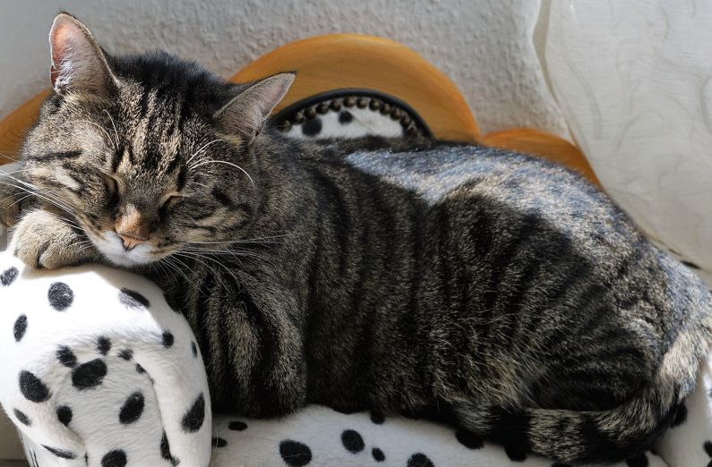 Getigerte Katze liegt gemütlich auf einem Sofa