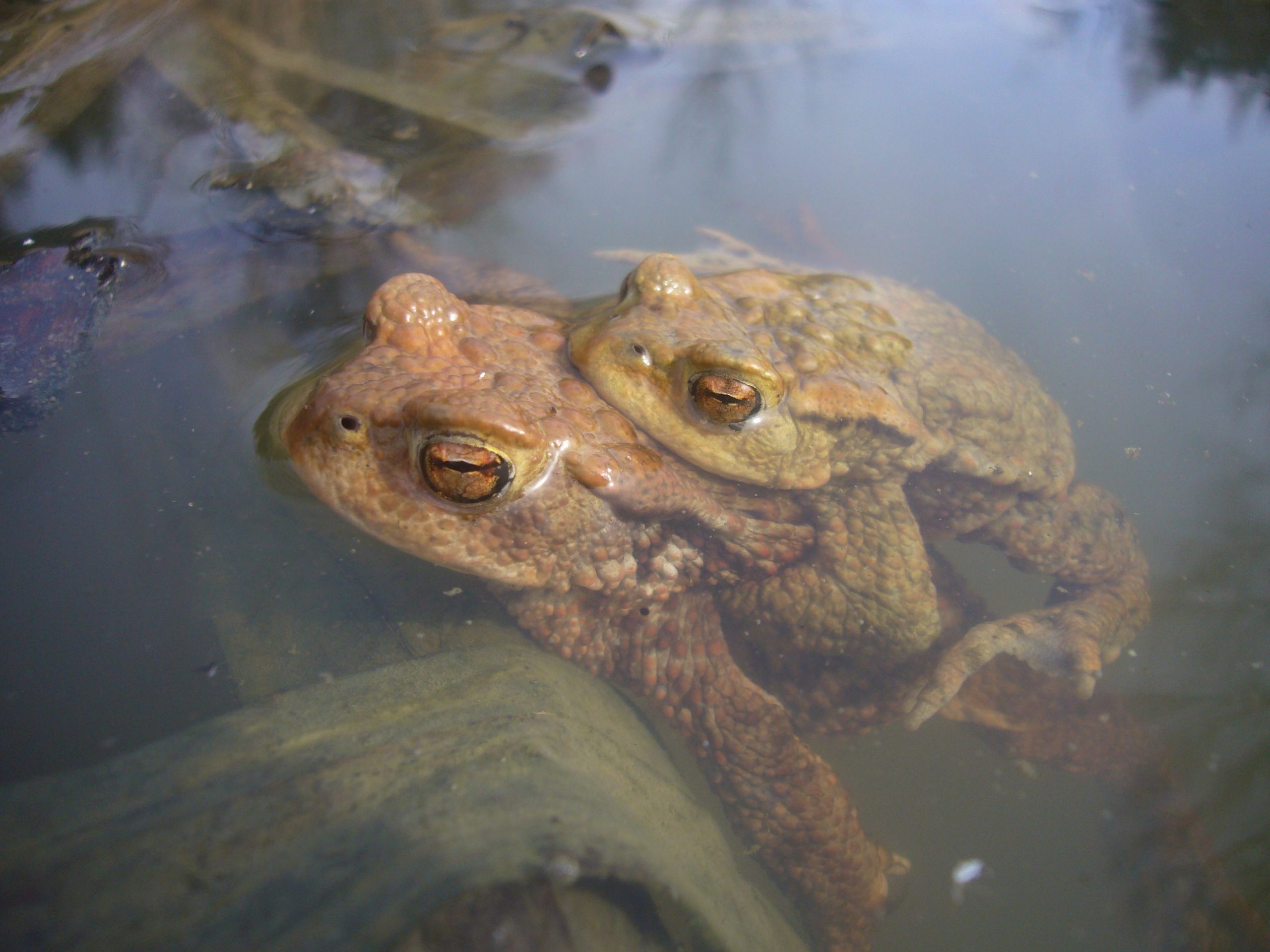 Zwei Erdkröten im Wasser aufeinander beim Laichen. Foto: U. Meßlinger