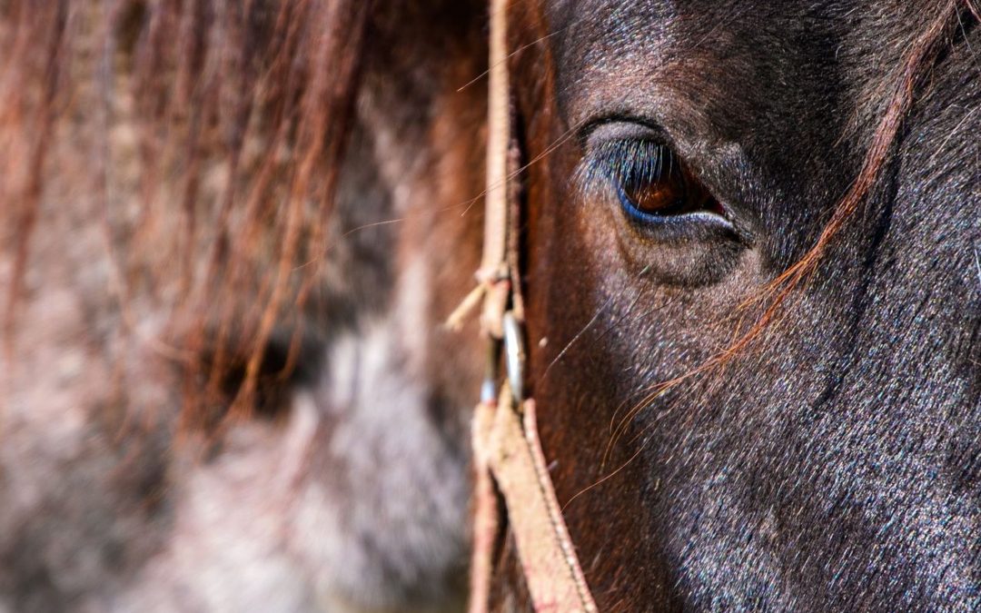 Pferd in Fahrradständer eingeklemmt