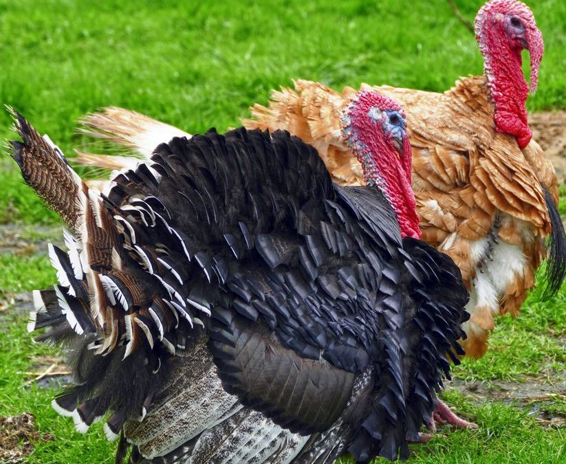 Aus für Putenhalter in Bayern?