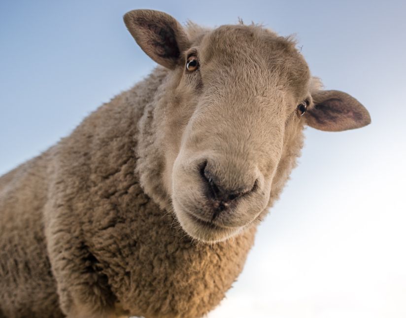 Schaf schaut in die Kamera