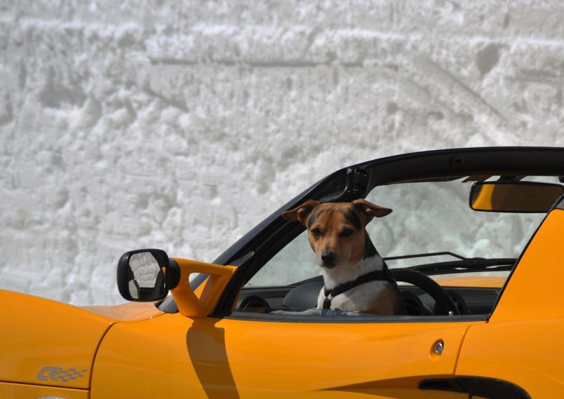Hund schaut aus gelben Sportwagen heraus