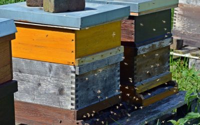 Bienenhaus in Höslwang brennt nieder