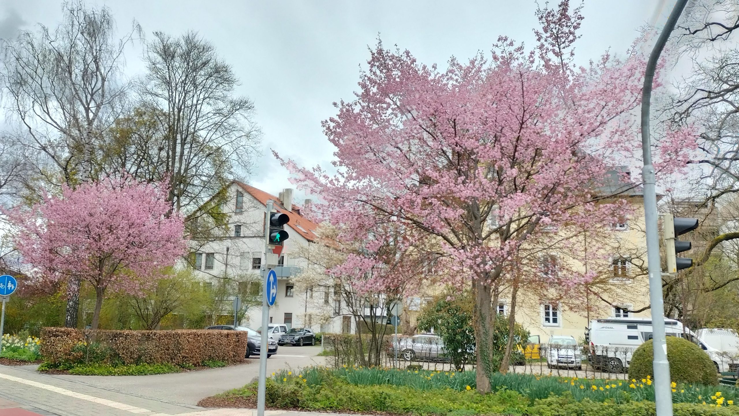 Blühende Bäume in der Prinzregentenstraße