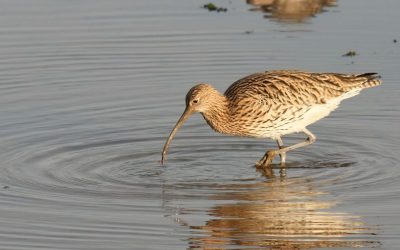 Zukunft für den Brachvogel: Neue Forschungsergebnisse ermöglichen besseren Schutz