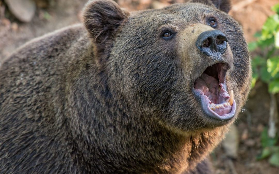 War ein Bär im Landkreis Ostallgäu unterwegs?