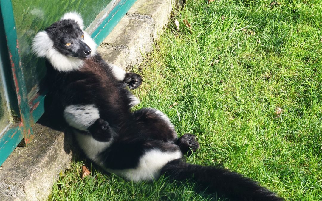 Besuch im Raritätenzoo Ebbs