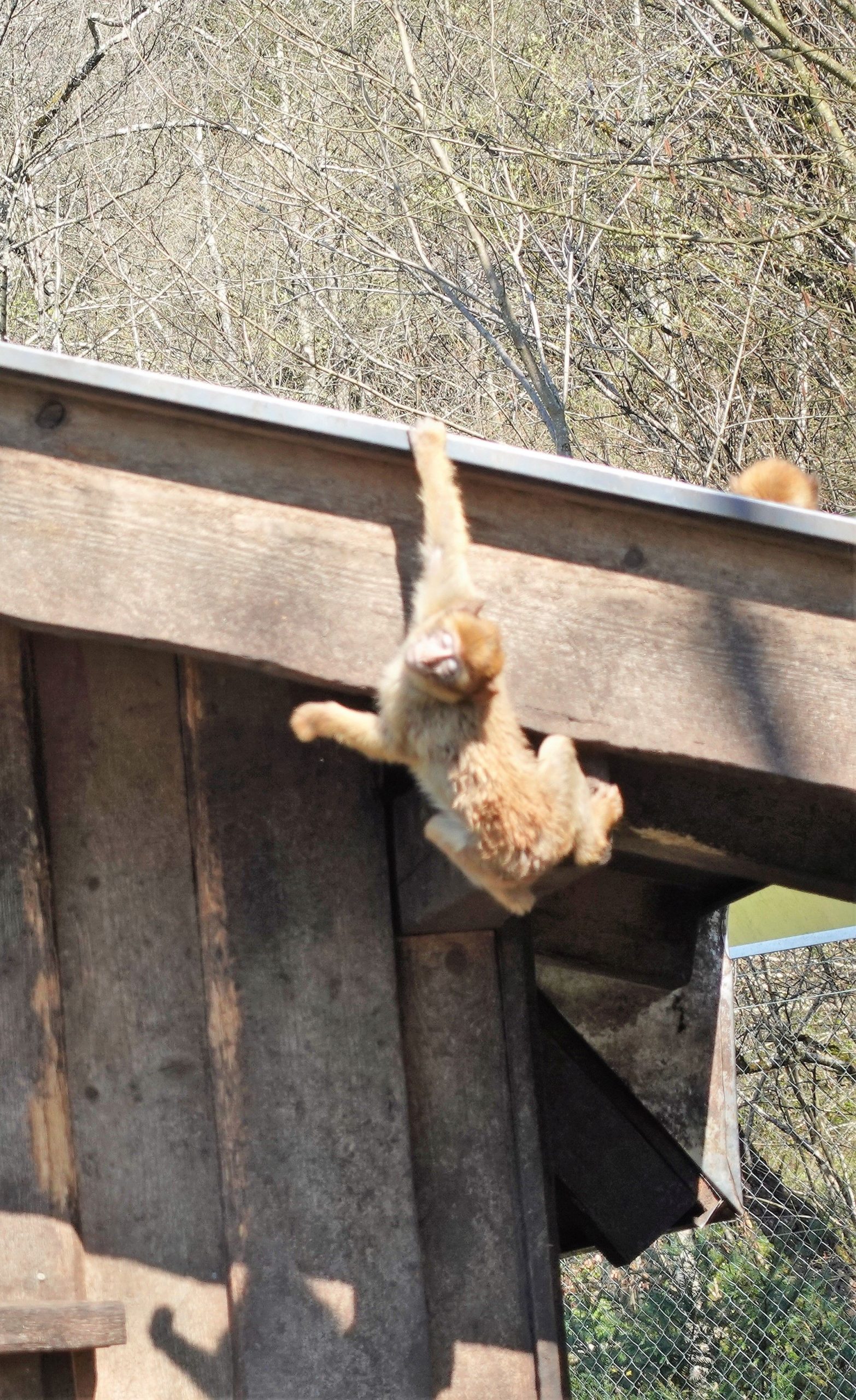 Affen spielen auf Dach im Raritaetenzoo Ebbs in Tirol