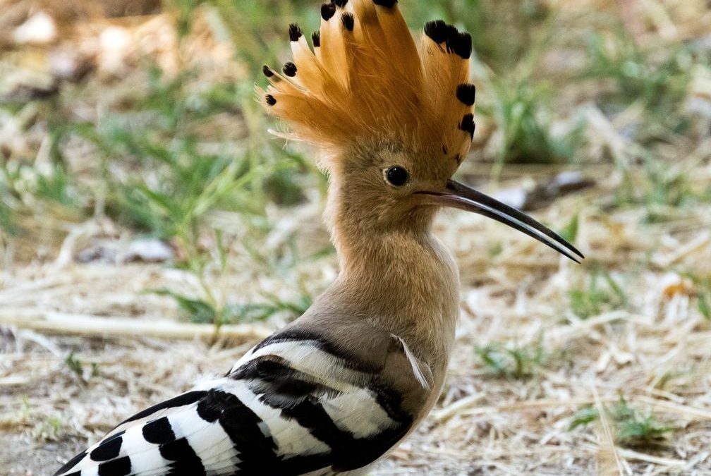 Vogel-Punk auf Durchreise in Bayern