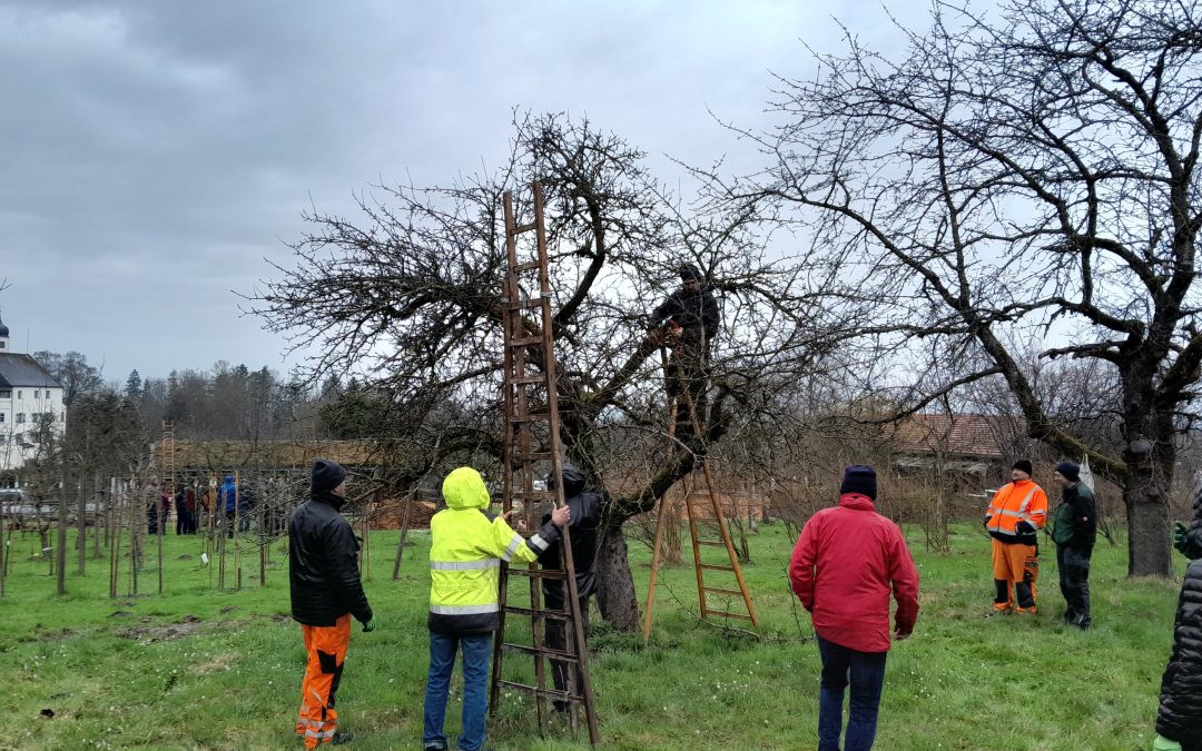 Motivierte Teilnehmer beim Obstbaum-Schnittkurs