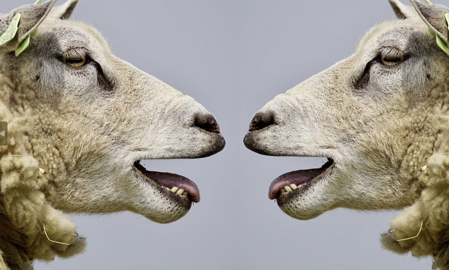 Schafe blöcken sich an