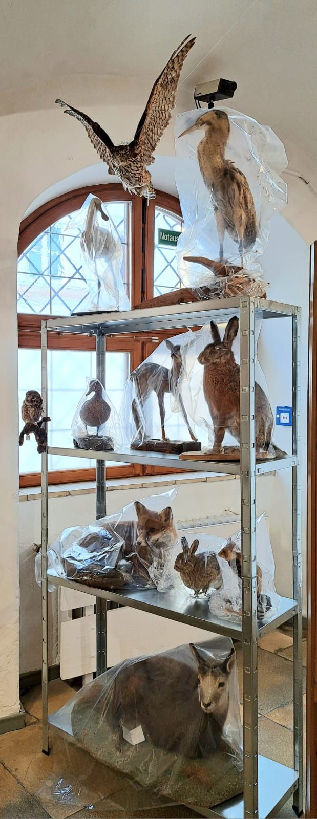 Tierpräparate in der Sonderausstellung im Museum Wasserburg. Foto: Hendrik Heuser