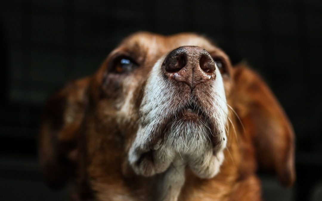 Hund bei Verkehrsunfall verletzt