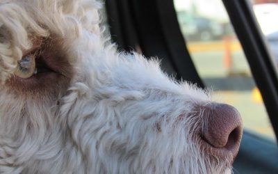 Hund aus überhitztem Auto in Wasserburg gerettet