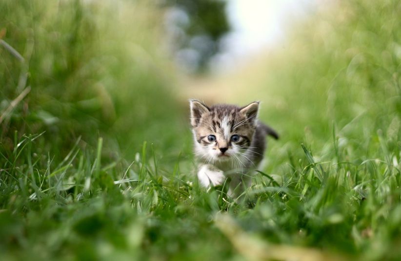 Kätzchen läuft durch Gras.