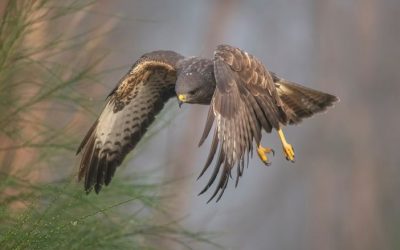 Naturschutzkriminalität in Unterfranken: Mäusebussard mit Parathion vergiftet