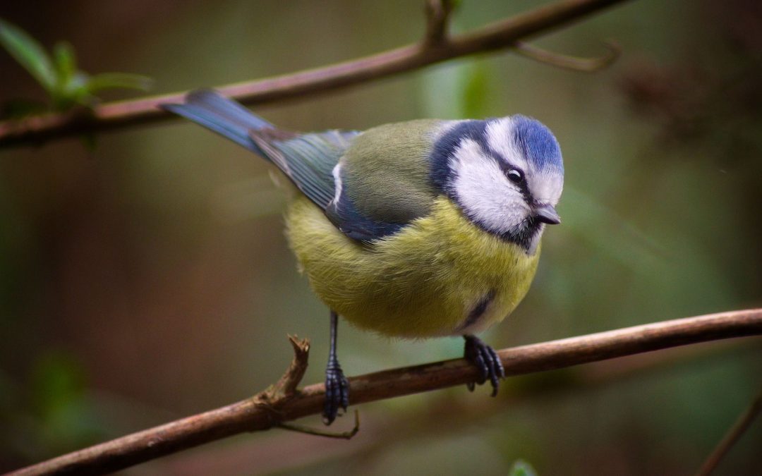 Auf zur Stunde der Gartenvögel