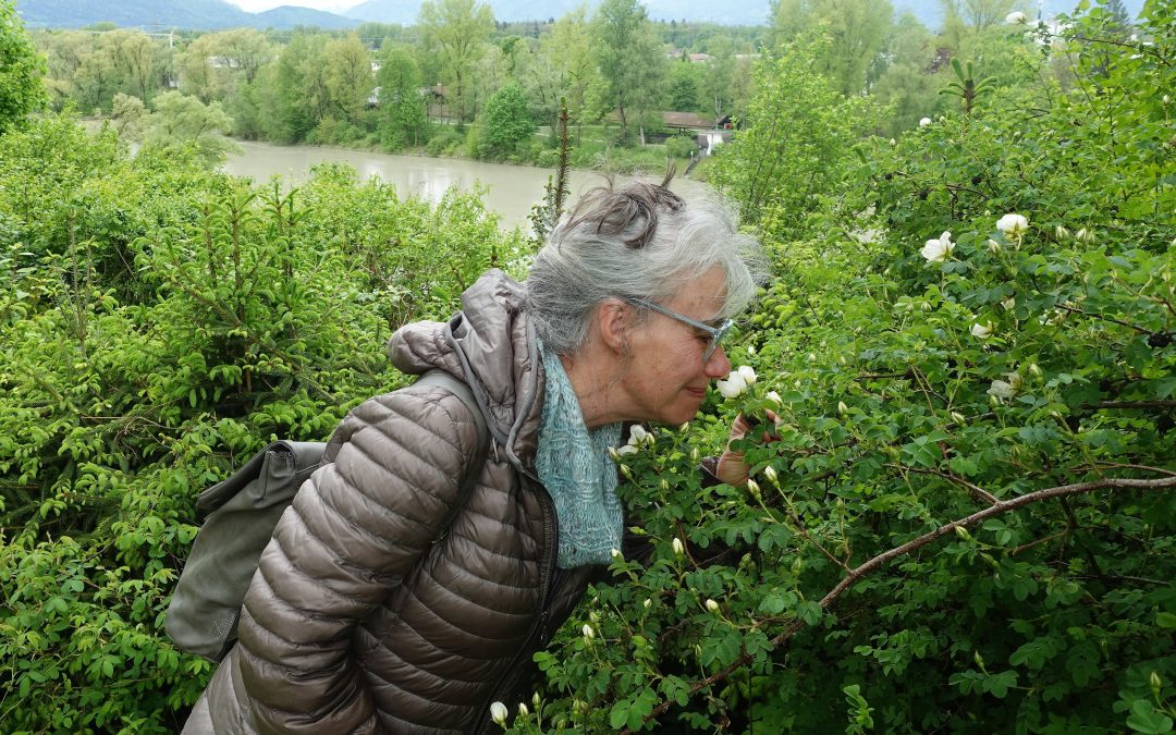 Schloßberger Rosengarten braucht Hilfe