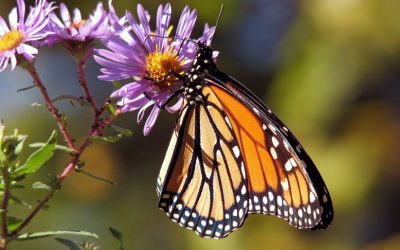 Schmetterlinge: Wie lockt man sie in den Garten?