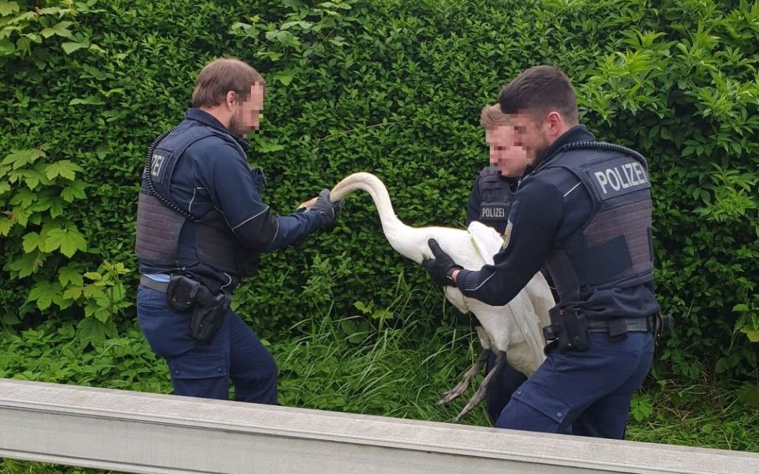 Tierische „Gewahrsamnahme“