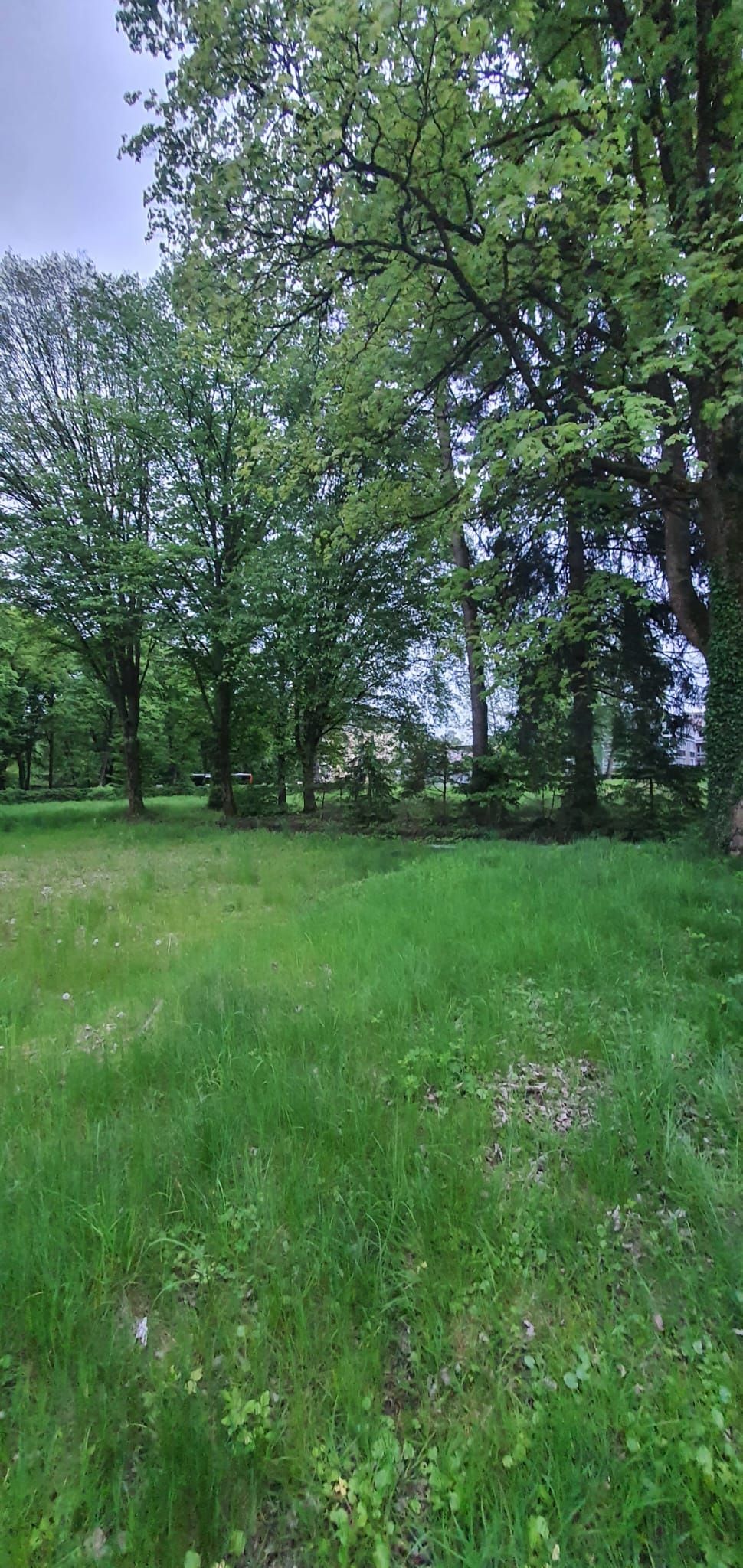 Blick auf den Baumbestand der ehemaligen Bogensiedlung, der für den Technologiepark weichen soll. Foto: Ferdinand Staudhammer