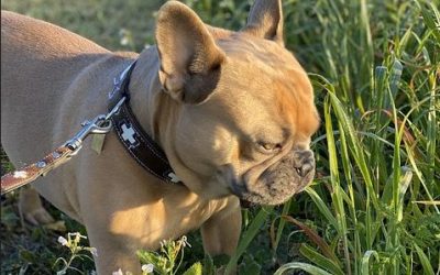 Hund nach Gassigang in Wasserburg verstorben – Polizei vermutet Giftköder