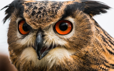 Streng geschützte Vogelarten vergiftet