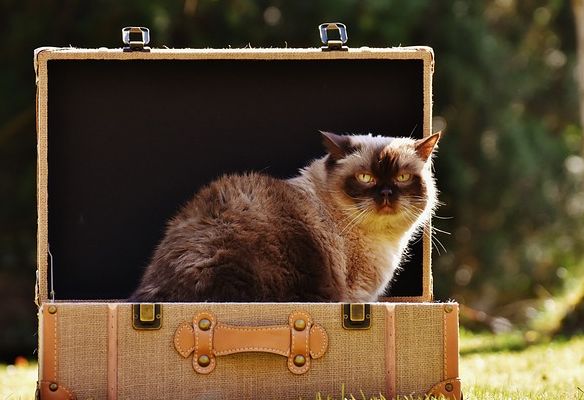 Katze sitzt im Koffer und blickt recht mürrisch drein.