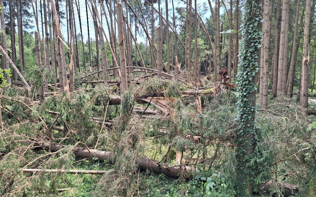 Gewitterstürme zerstören Wald
