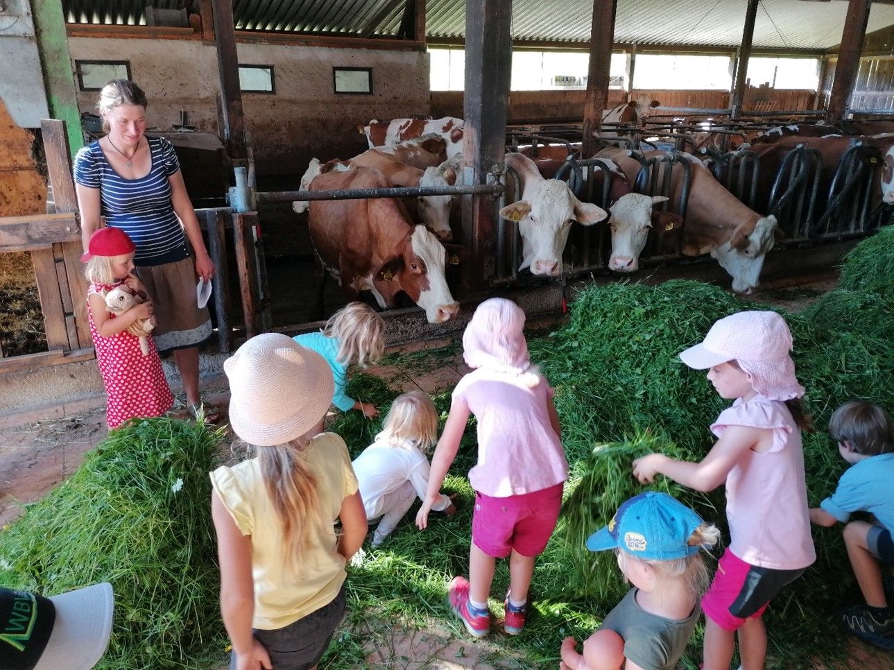 Grasverdauung bei der Kuh - einfach erklärt mittels Gras vor Kühen im Kuhstall. Foto: Dr. Juliana von Berlepsch