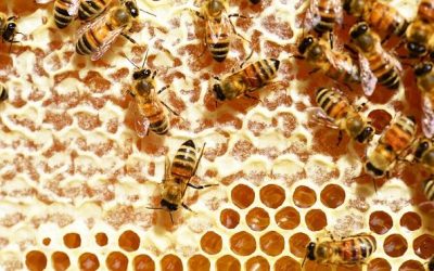 Vortrag: Wie geht es Schmetterlingen und Wildbienen im Landkreis Rosenheim?