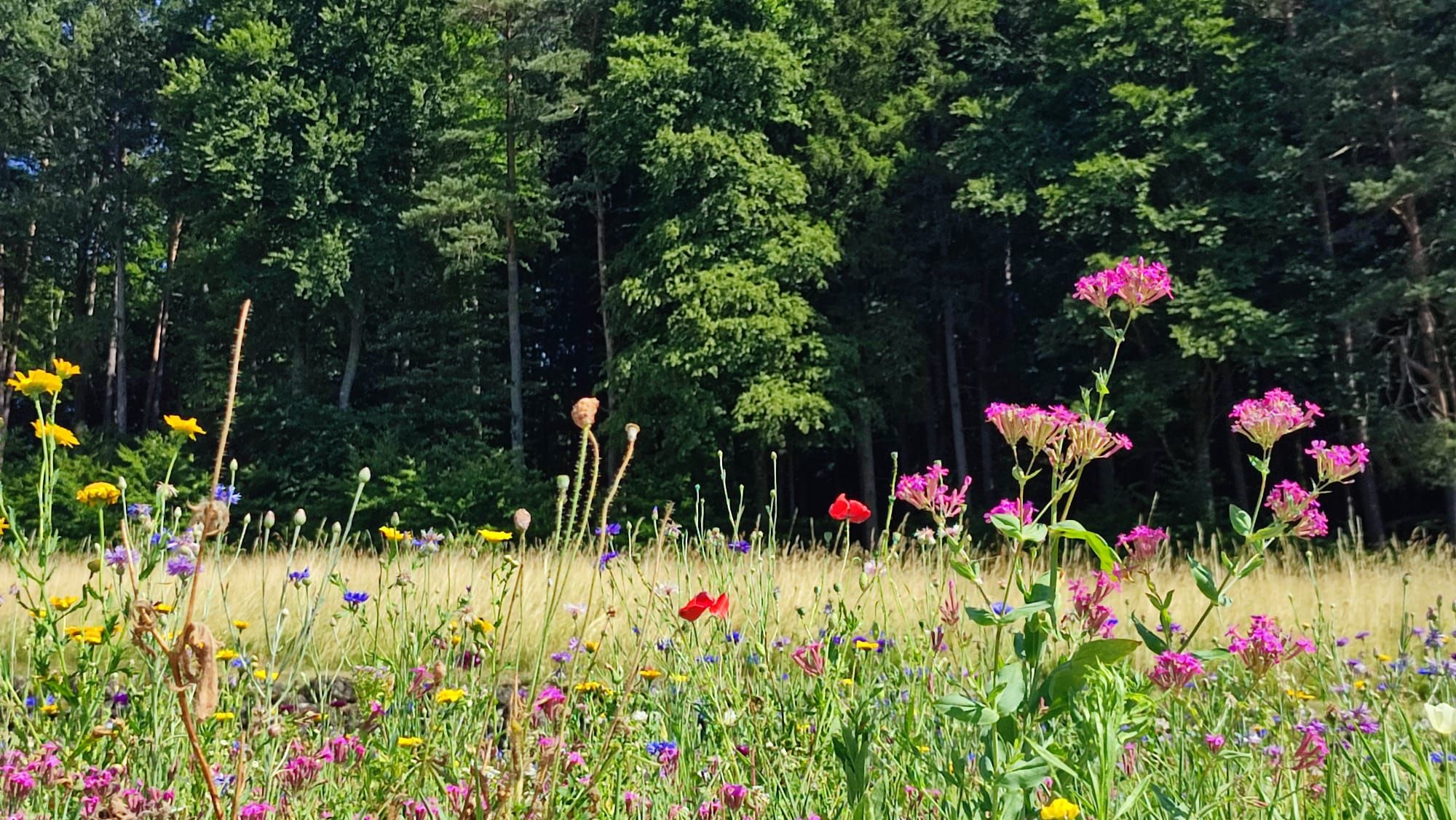 Blumenwiese vor Wald. Foto: Gisela Schreiner