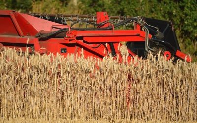 Getreideernte in Bayern fällt 2026 deutlich kleiner aus