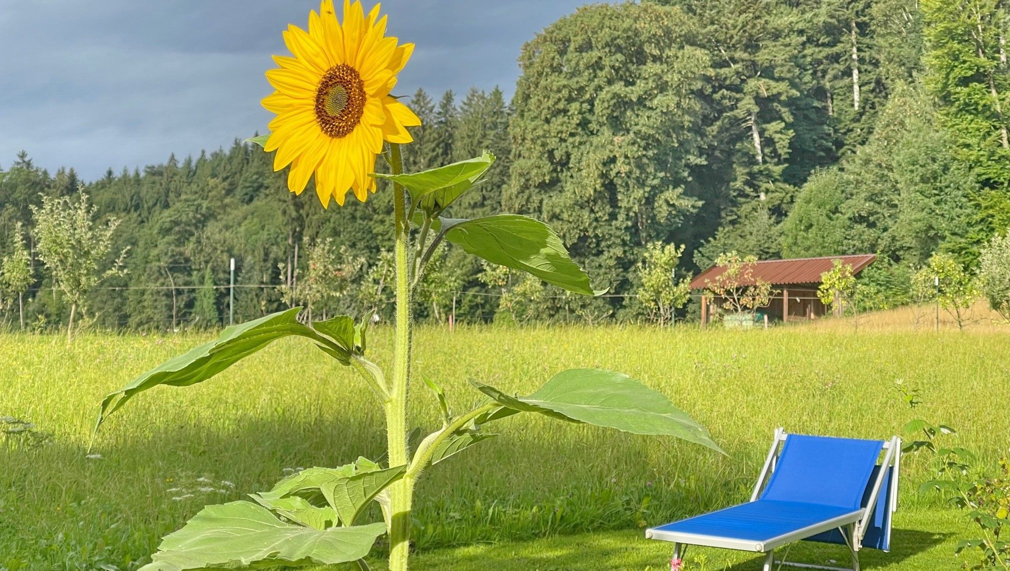 Große Sonnenblume auf Wiese mit blauer Liege daneben. Im Hintergrund Waldrand. Foto. Hötzelsperger