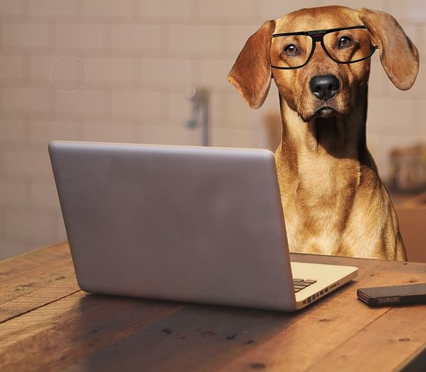 Hund mit Brille sitzt vor Laptop.