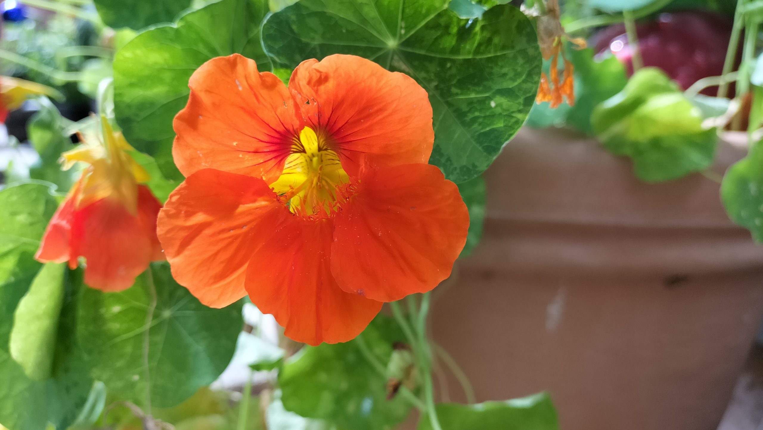 Orange Blume. Foto: Innpuls.me