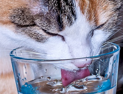 Katze trinkt aus Trinkglas