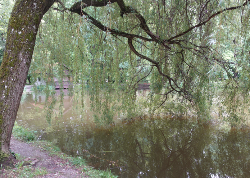 Baum, Gewässer im Kurpark Bad Aibling. Foto: Archiv: Innpuls.me