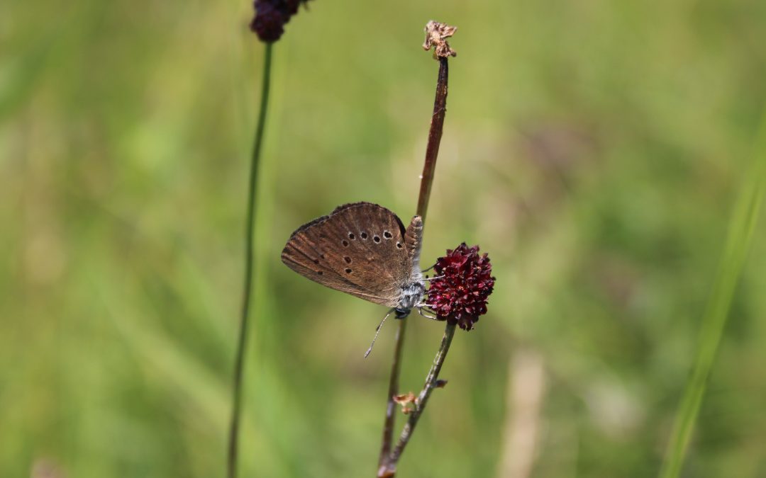 Wiesenknopf-Ameisenbläulinge am Chiemsee