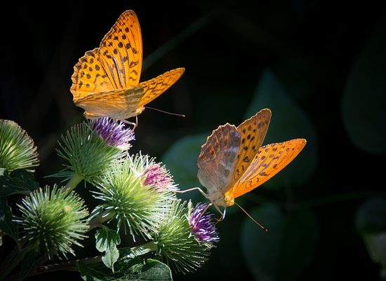 Kein Gutes Jahr für Schmetterlinge