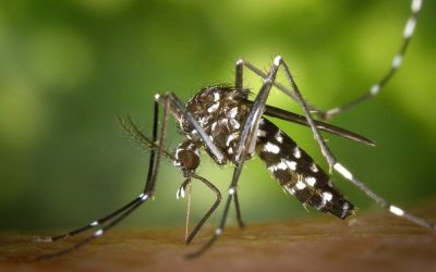 Rohrdorf und Samerberg: Asiatische Tigermücken auch 2024 und 2025 nachgewiesen