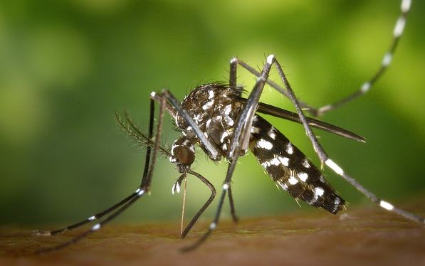 Monitoring von Stechmücken in Bayern