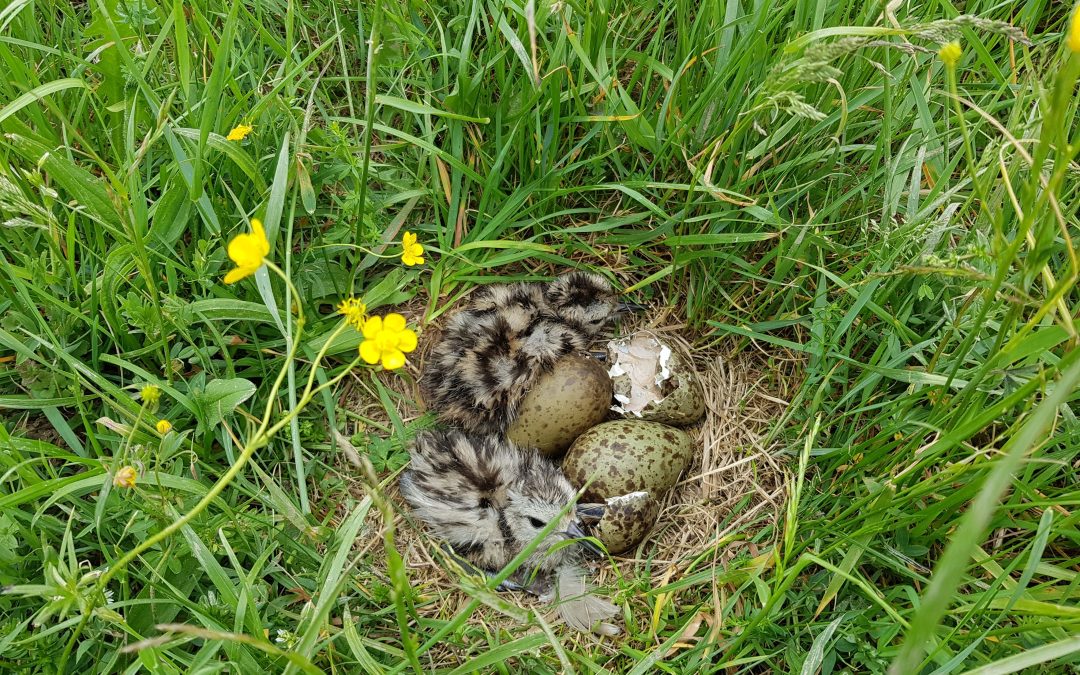 Radiotelemetrie rettet bayerische Brachvögel