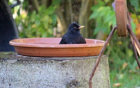 Vogelbad in Garten und Balkon