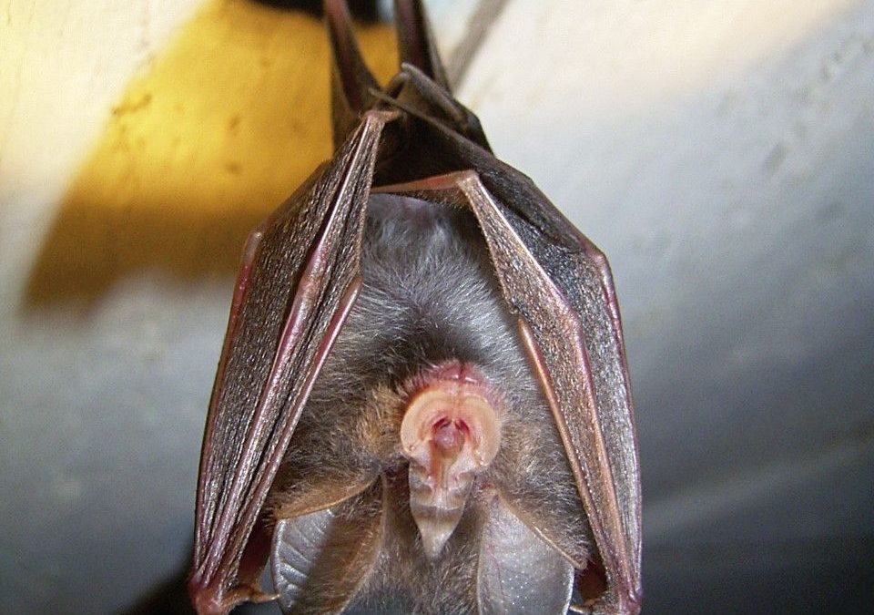 Fledermausführung auf Herrenchiemsee