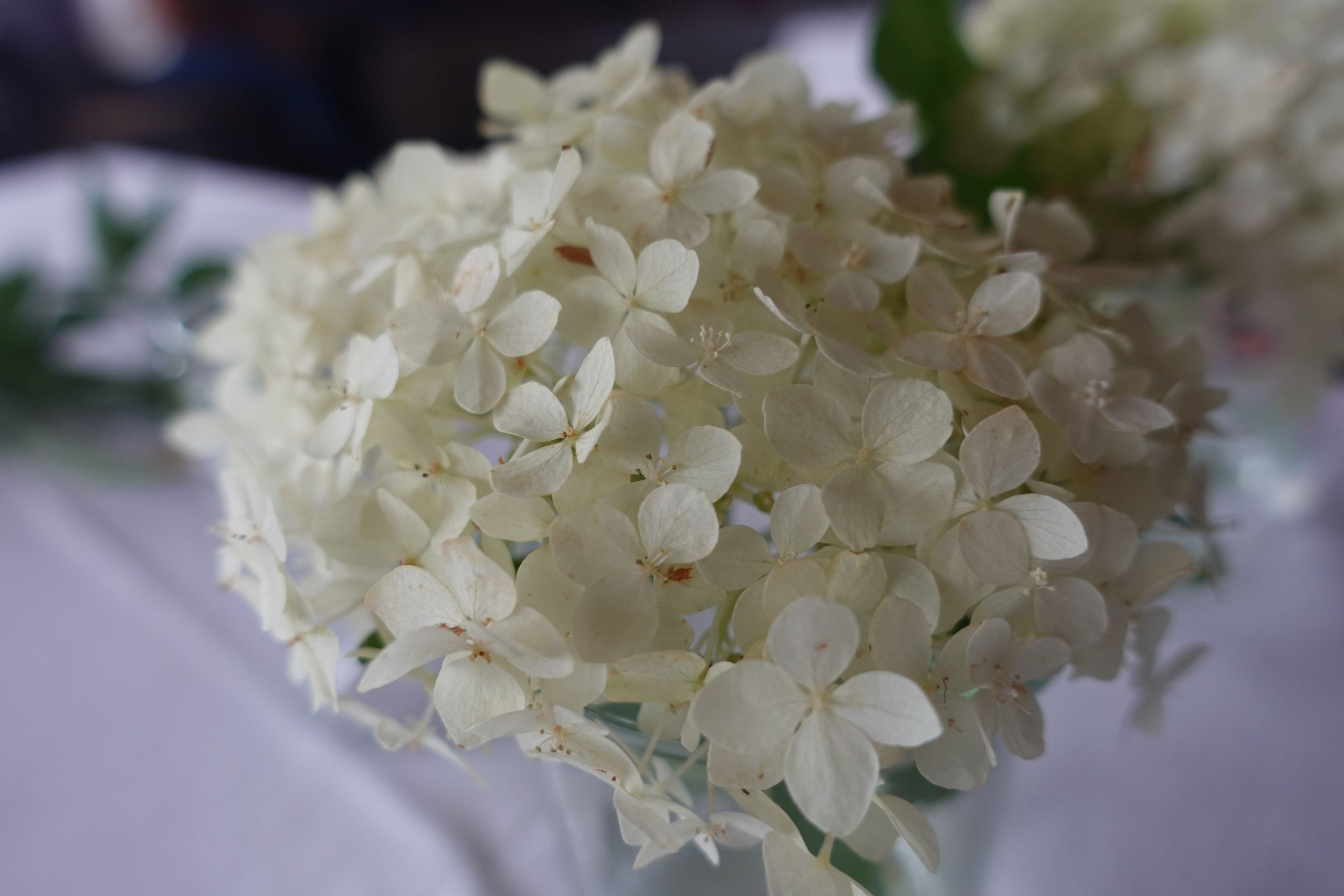 Weiße Blüte. Foto: Innpuls.me