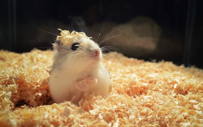 Zwerghamster statt Goldhamster? Warum die kleinen Nager als Haustiere immer beliebter werden