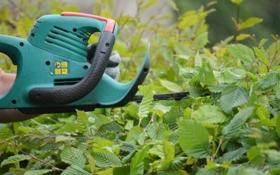 Heckenschnitt im Sommer: Warum Gartenbesitzer noch warten sollten