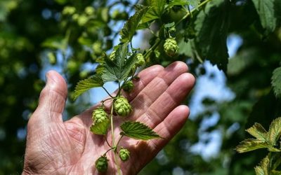 Bayerische Hopfenernte fÀllt heuer deutlich geringer aus